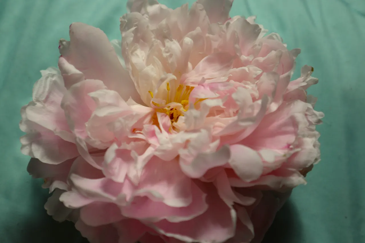 Little Fern - Yae Miko Little Fern - Yae Miko