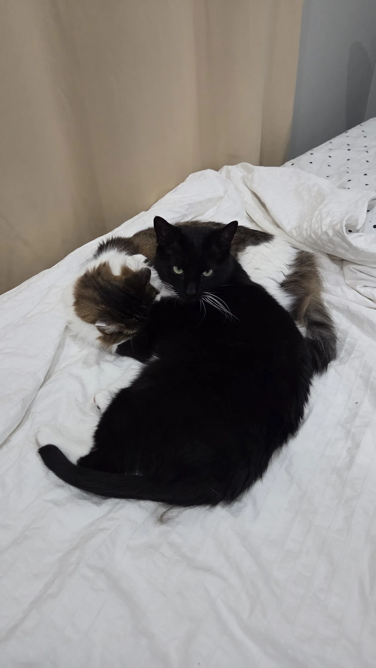 Celebi cosplay - Perona Celebi cosplay - Perona