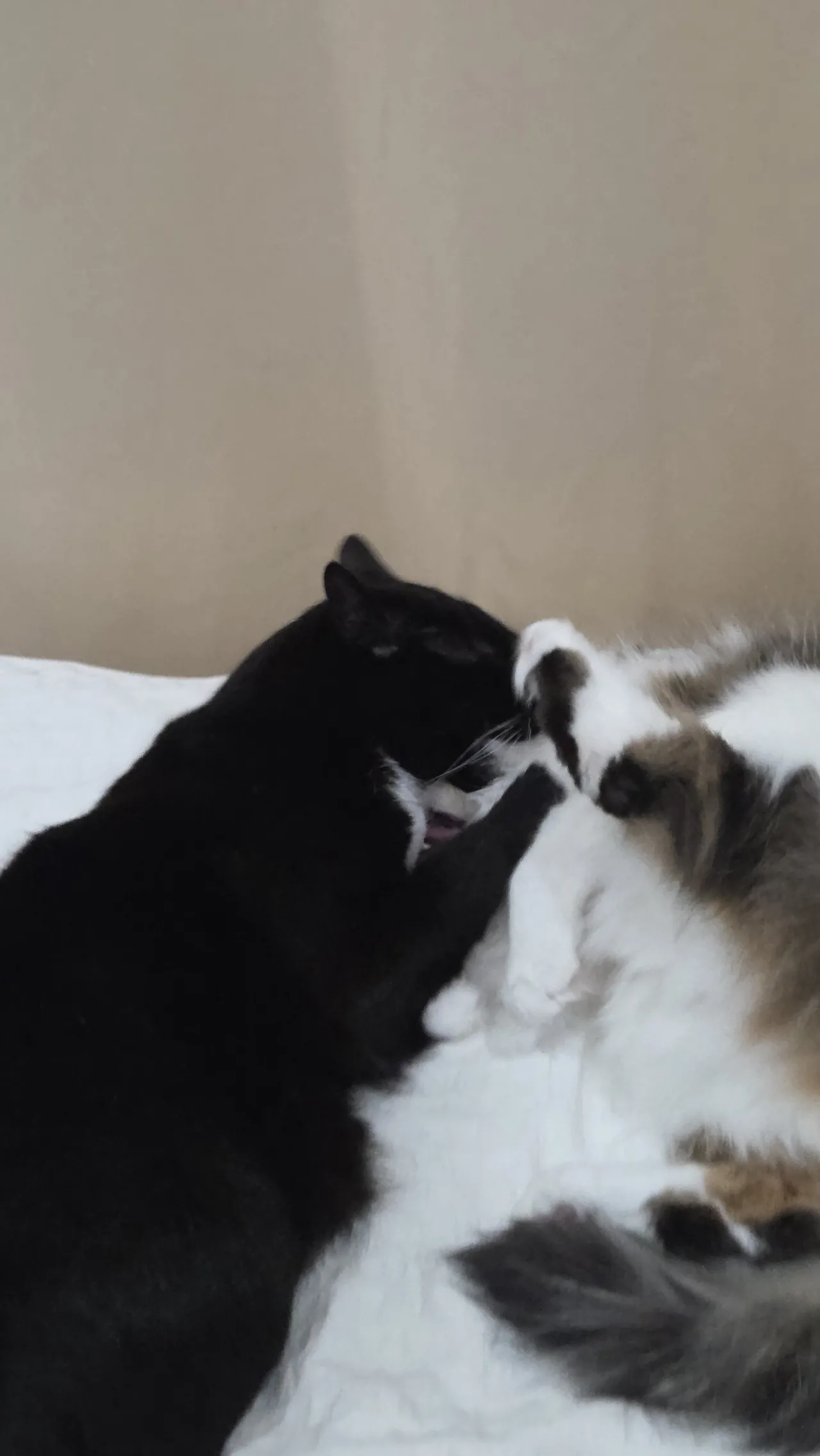 Celebi cosplay - Perona Celebi cosplay - Perona