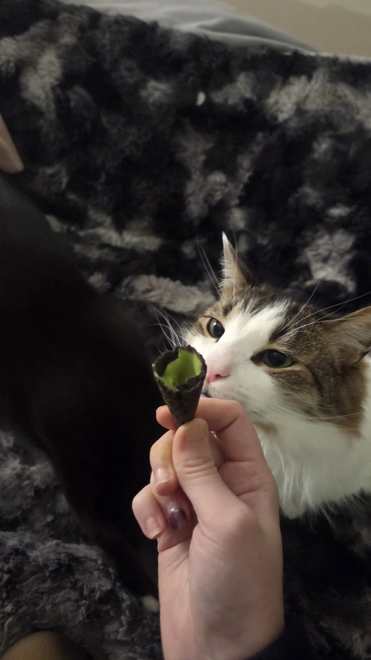 Celebi cosplay - Perona Celebi cosplay - Perona