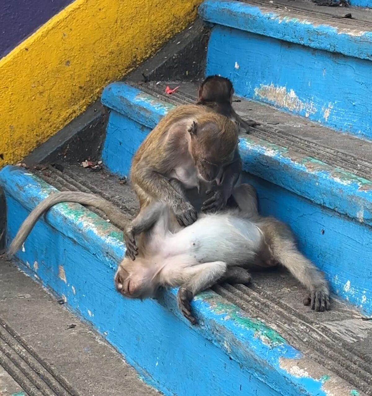 Auddk_77 Myeong-A - Myeong-a Otoke Part02 (68P) Auddk_77 Myeong-A - Myeong-a Otoke Part02 (68P)