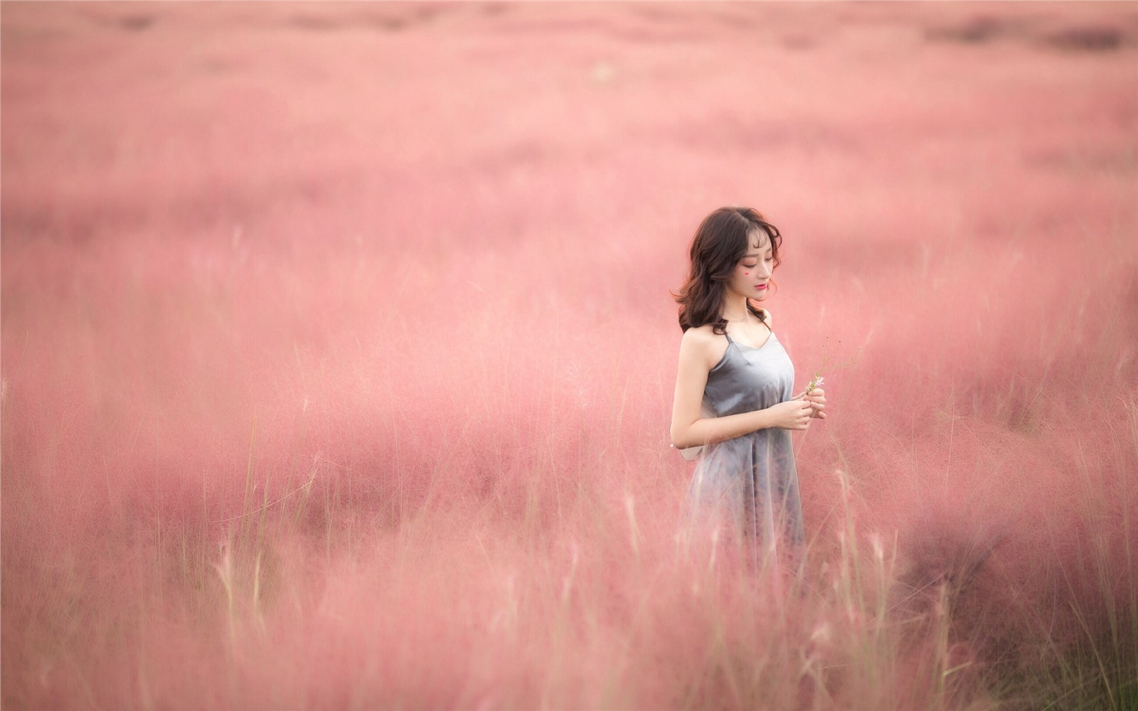 Beautiful flower field of pure beauty photo Beautiful flower field of pure beauty photo