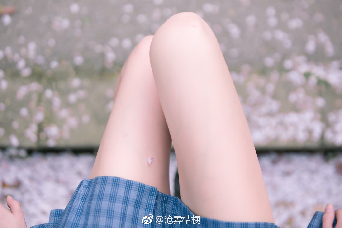 沧霁桔梗微博图 Daily 1 沧霁桔梗微博图 Daily 1