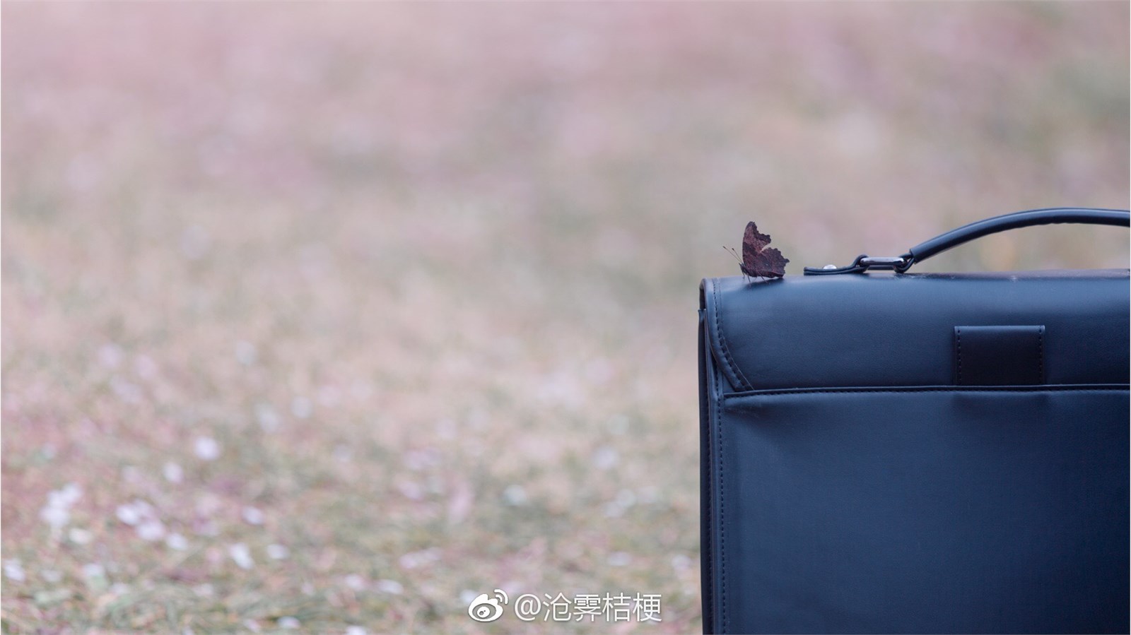 沧霁桔梗微博图 Daily 1 沧霁桔梗微博图 Daily 1